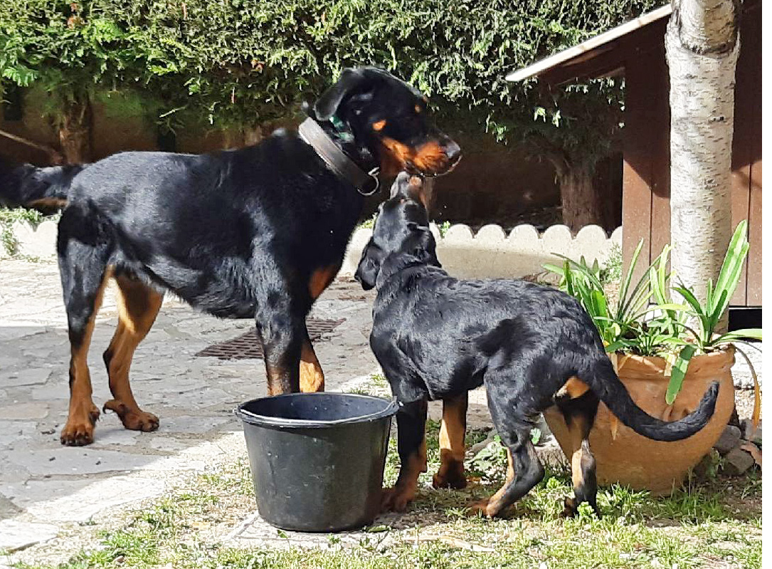  domainedelalicorne.fr photo chien beauceron photo chiot beauceron Elevage de beauceron chiot beauceron pure race élevage du clos de la licorne elevage des gardiens de la licorne elevage beauceron noir et feu authentique gros gabarits élevage de Beauceron familial sérieux et qualité domainedelalicorne.fr suivi des chiots conseil d’éducation chiot propre bas rouge santé caractère spécialiste du beauceron noir et feu ou arlequin chien rustique berger de France  nos chiots sont élevés avec amour et attention notre passion au service de la qualité Beauceron de qualité et sportif domaine de la licorne 04380 BARRAS élevage en liberté éleveur berger de beauce élevage de beauceron de travail 06 11 20 51 93 site domainedelalicorne.fr mail domainedelalicorne@gmail.com